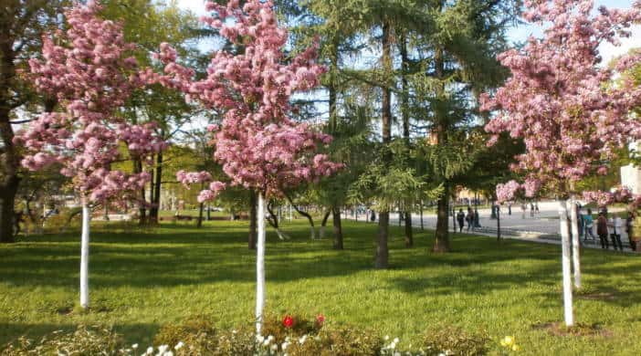 Медитация Благодарности. Благодарность роду, предкам, всему, что есть